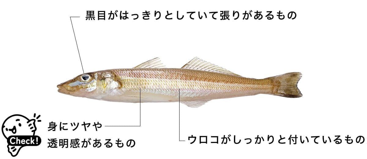 シロギス【白鱚】旬・選び方、生態や特徴、おすすめ料理を解説!