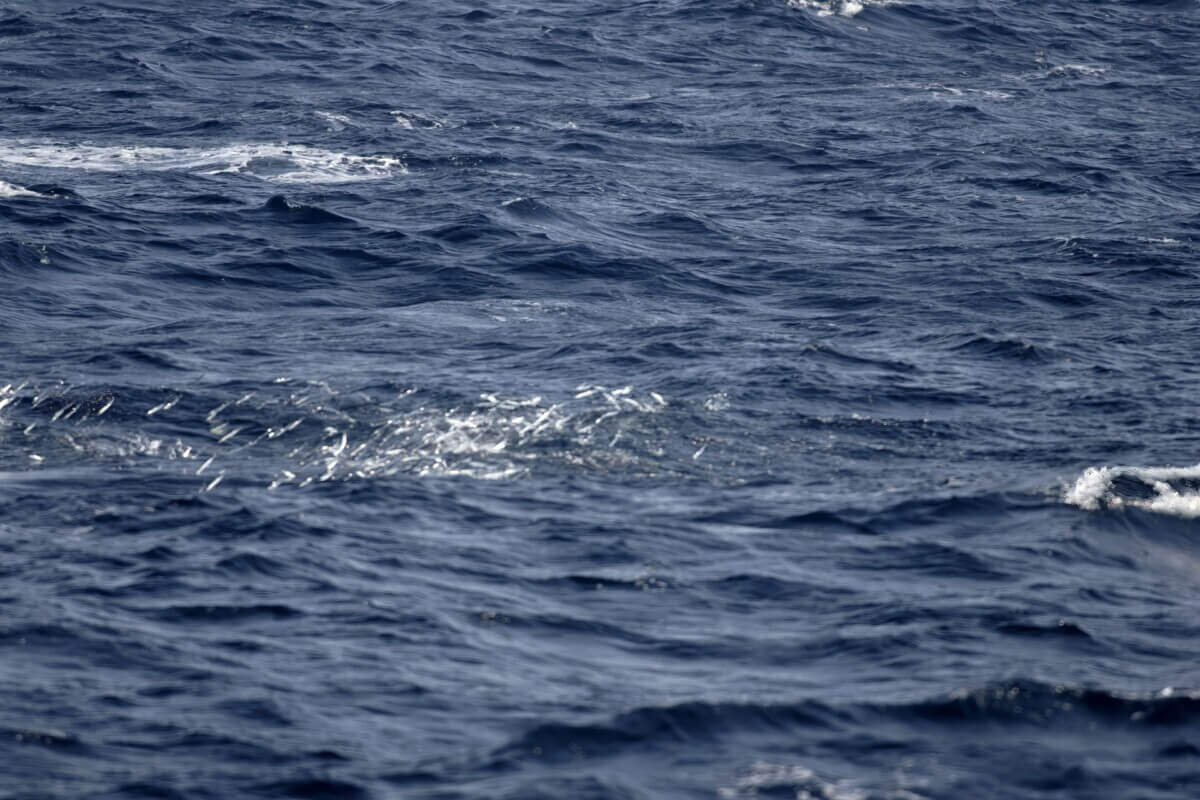 飛び跳ねるサンマ