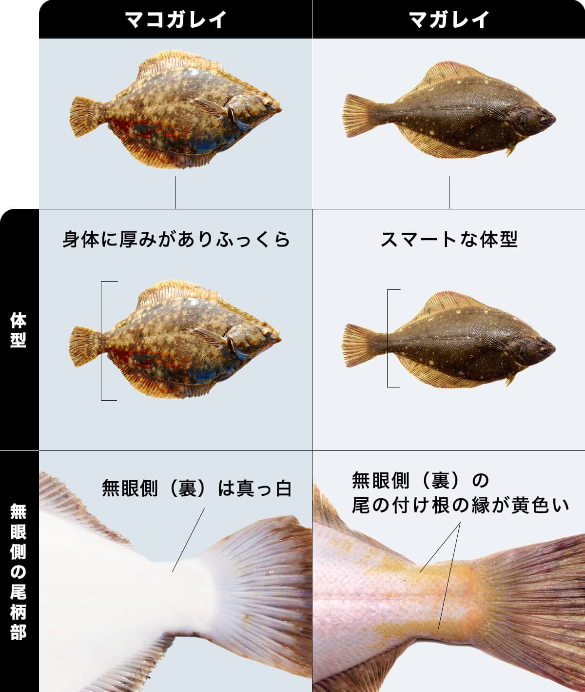 マコガレイとマガレイの見分け方