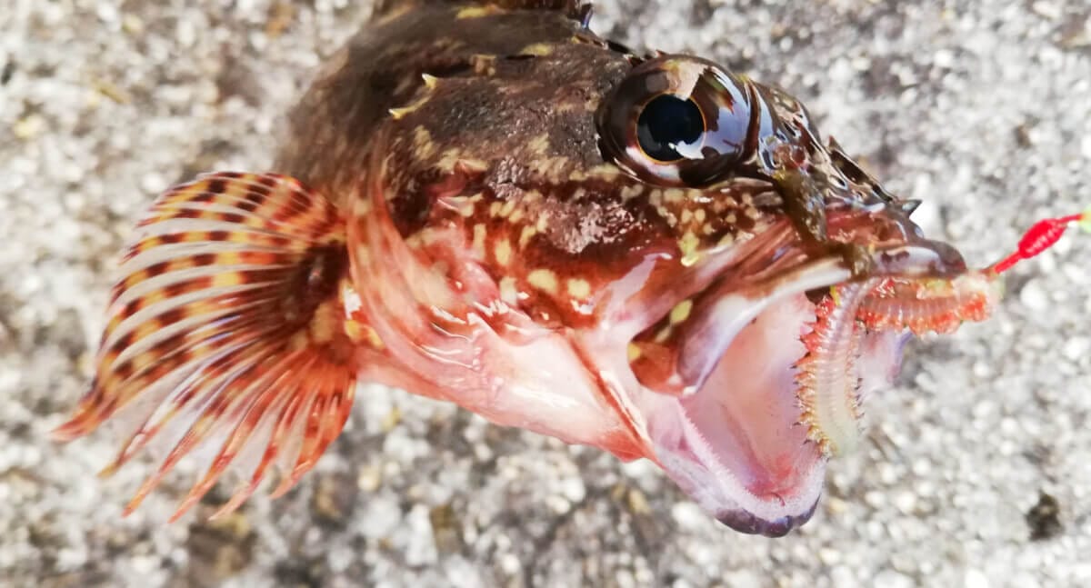 大きな口で捕食するカサゴ