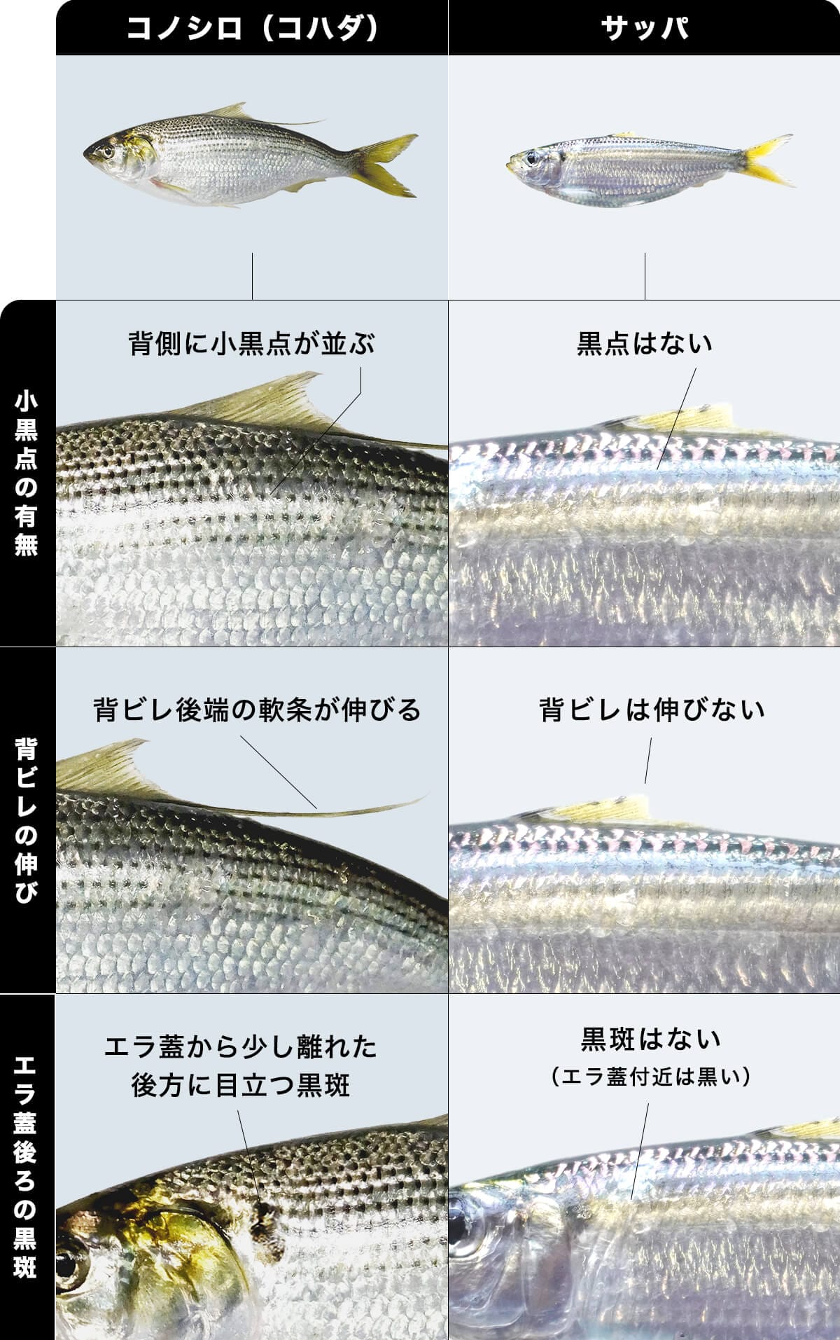 コノシロ(コハダ)とサッパの違い・見分け方