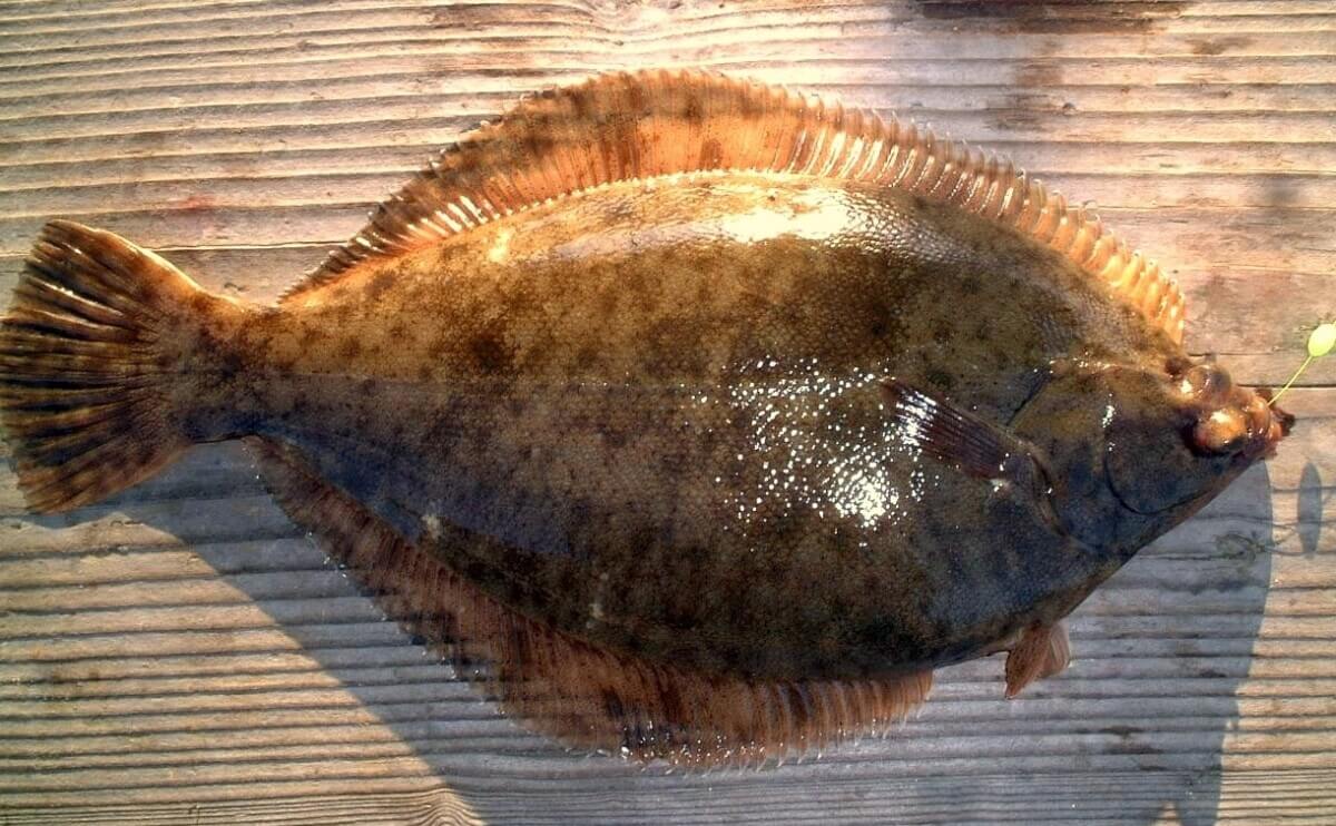 釣れたマコガレイ