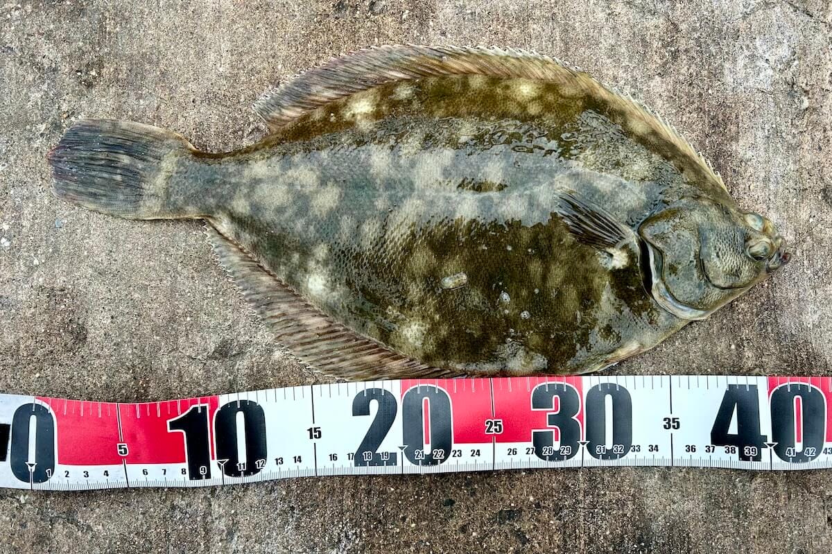 40cmほどのマコガレイ