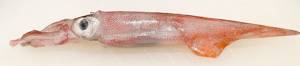 槍のように鋭い胴体のヤリイカの写真