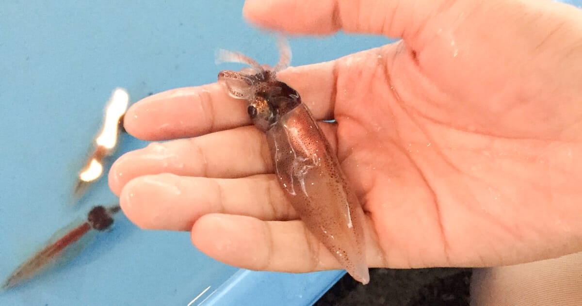 手のひらに乗るホタルイカ