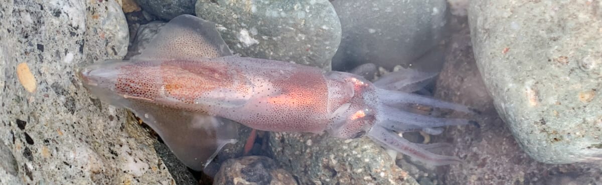 泳ぐホタルイカの写真