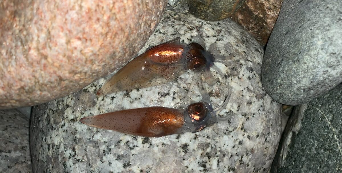 打ち上げられたホタルイカ