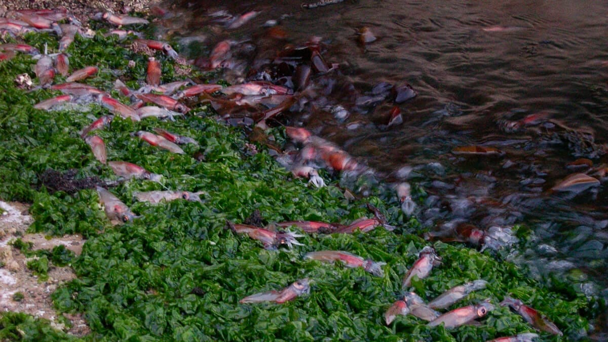 ホタルイカの身投げの写真