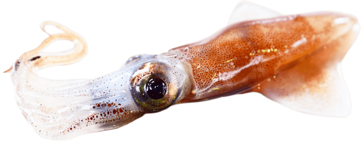 可愛いホタルイカの写真